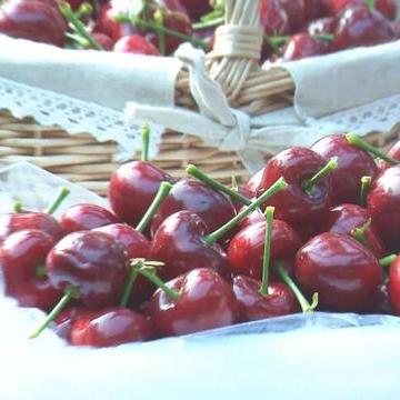 大连市主要种植什么作物