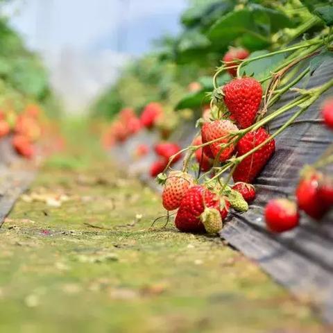 石家庄市天龙什么小区