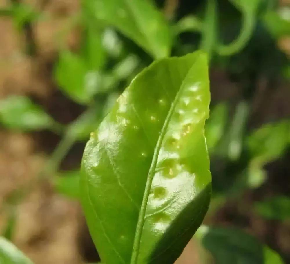 5月柑橘病蟲(chóng)害防治潰瘍_澳洲堅果花穗枯槁不座果是什么原因