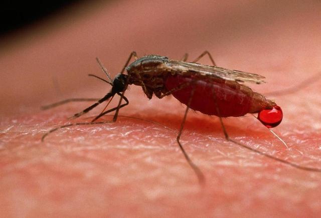 科学家发现蚊子吸食血液的原因