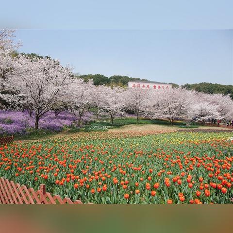 苏州市喝什么茶