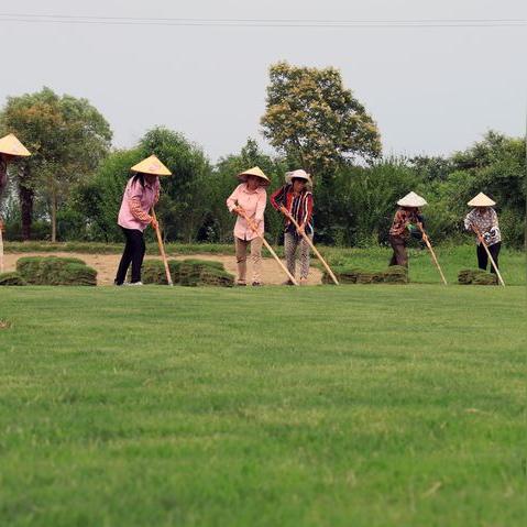 河南什么草好吃一点