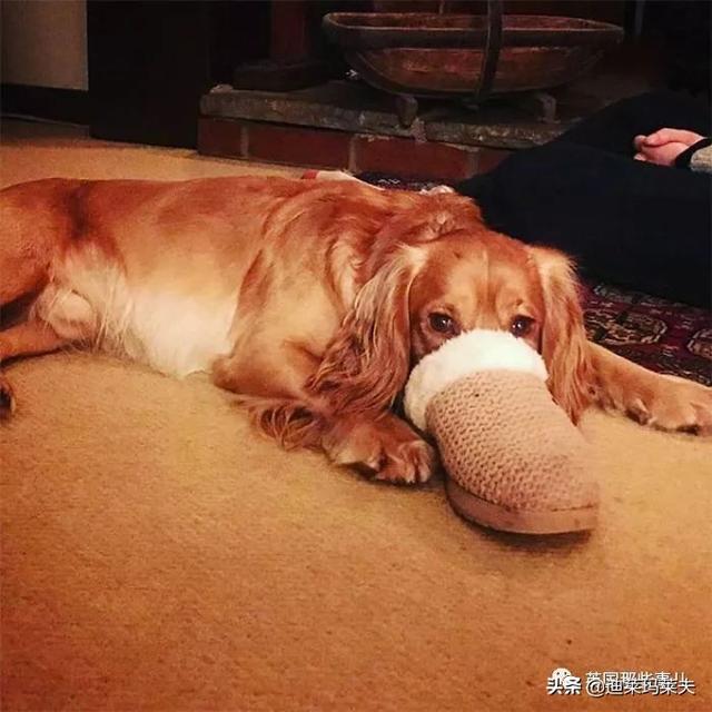 小孩的口特别的臭的原因是什么