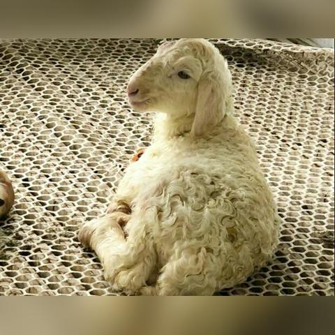 [苏州羊姓]相关长尾关键词有哪些