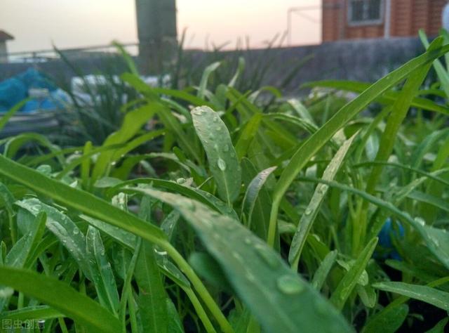 初夏常备薄荷水