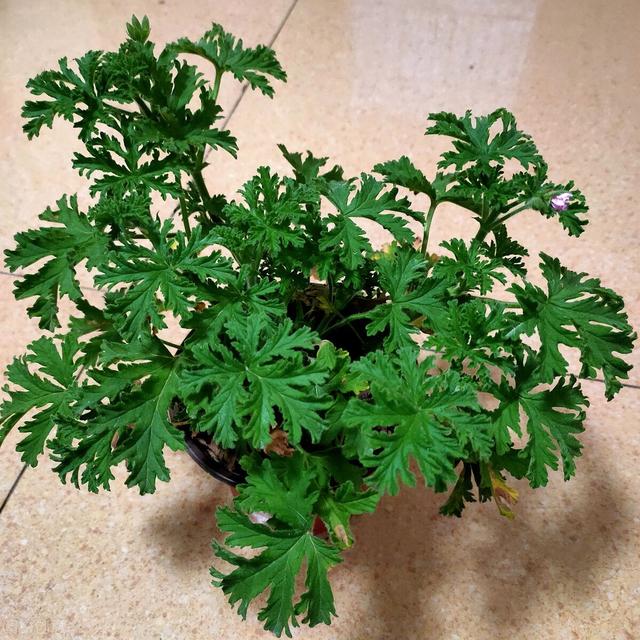 夏天怎样远离烦人的蚊子问题