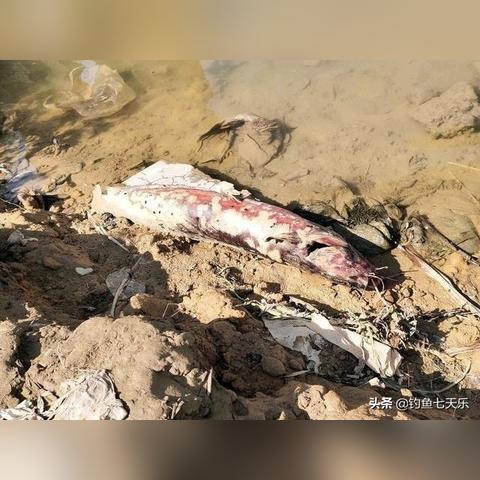 东莞市钓鲫鱼场在哪里