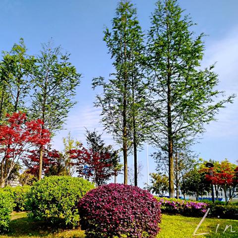 宁波市都种什么花