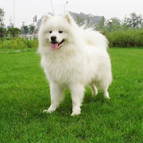 哈尔滨萨摩耶是禁养犬吗？
