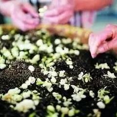 合肥龙井茉莉相关长尾关键词有哪些