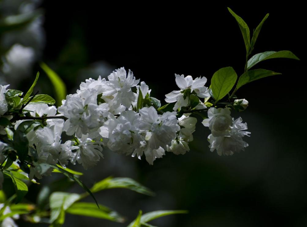 麦李,中国各种树的名字?