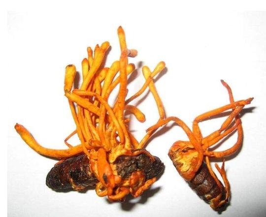 冬虫夏草真的物有所值吗？别再上当受骗了！这就是个骗局！