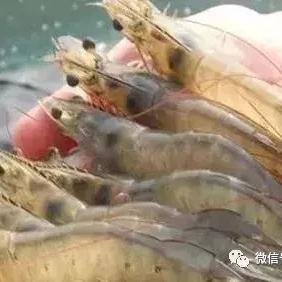 【福建今日气温】2025年7月11日福建气温是多少