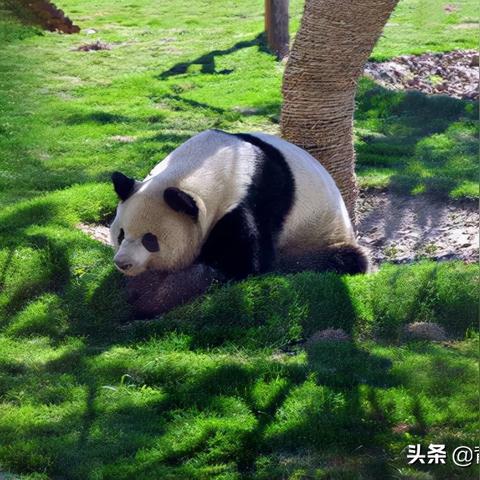 临沂市新动物园在哪里建