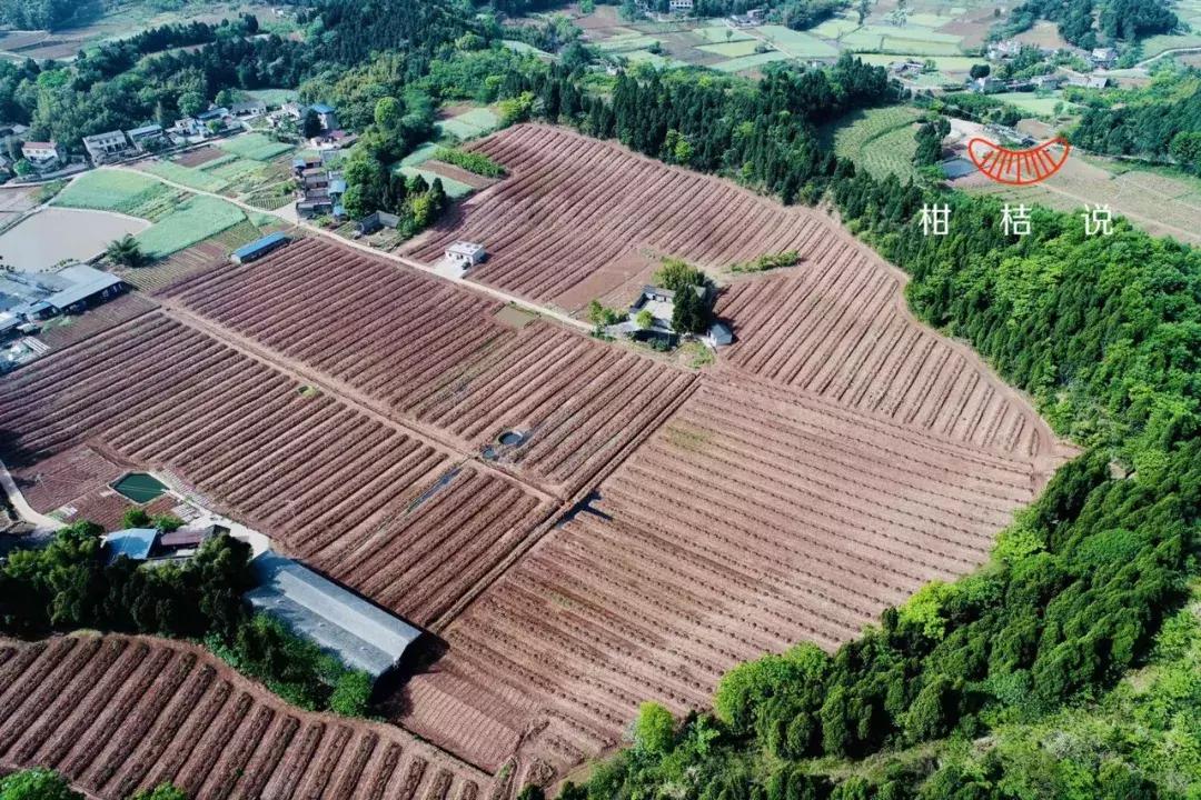 田間示范秀柑橘種植手藝_需要建大要幾方的抗旱蓄水池