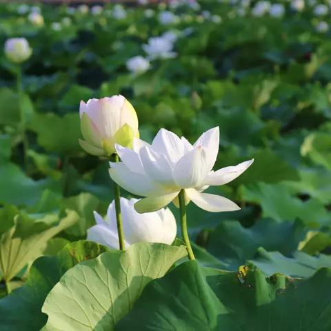 跟野荷塘差不多的网站的长尾关键词是什么