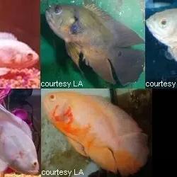 商业地图软件的长尾关键词是什么