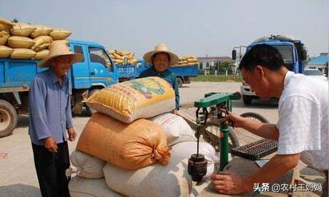 农村赚钱的小生意真不少，粮食收购又脏又累，一天下来能赚几百元