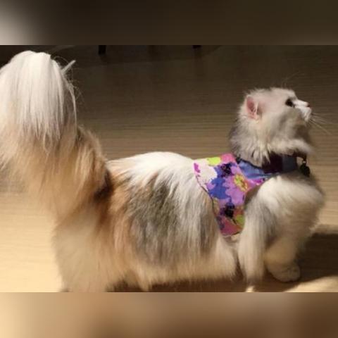 躲猫猫电影的长尾关键词是什么