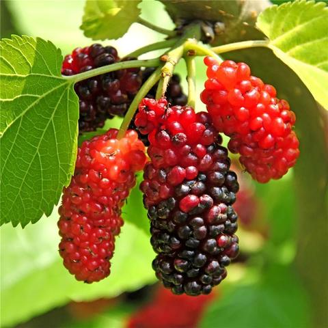 桂林市果汁饮料厂有哪些