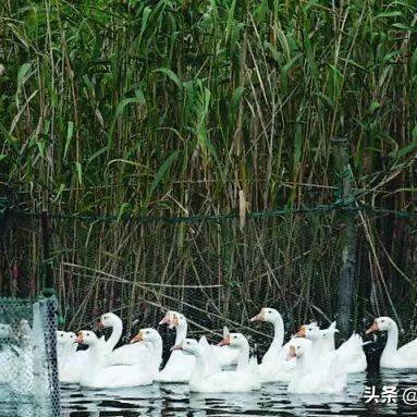 无锡市哪里的老鹅最好吃