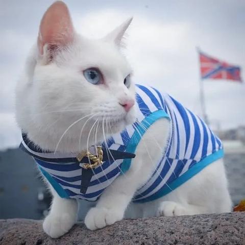 河南老鼠旗的相关长尾关键词有哪些