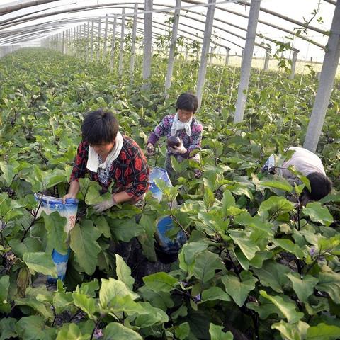【河南今日菜价】2025年6月12日河南菜价是多少