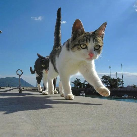 猫咪搞笑大合集