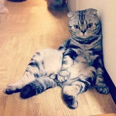 帮问下，南宁哪里有猫猫卖的？不一定是要折耳那些？