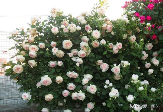 三款冷门的白富美月季，不仅又香又美，还是开花机器