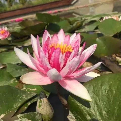 西安市植物园怎么样