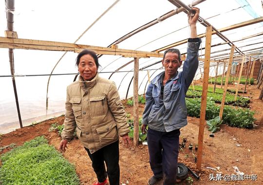 6旬农村老人含泪出门租地种菜赚钱受苦累只为儿子闹心事咋回事