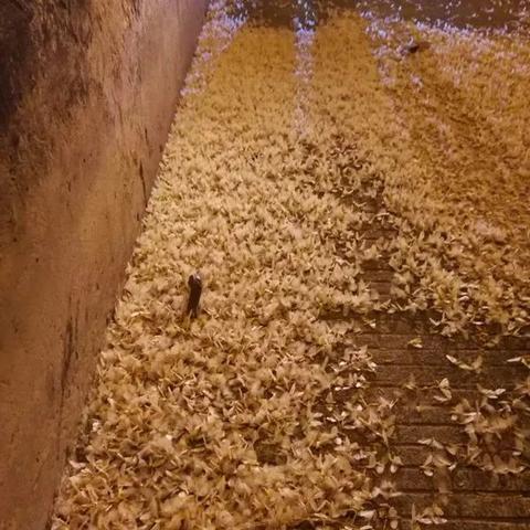 河南秋冬气候怎么样
