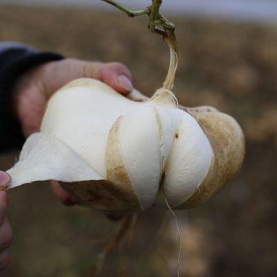 从国外引进，茎叶和种子含有剧毒，曾是救荒食物，价格一直很便宜