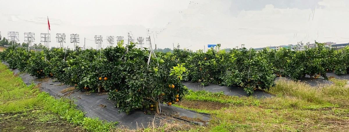 柑橘種植手藝村落旅游_荒山種植難度在哪里