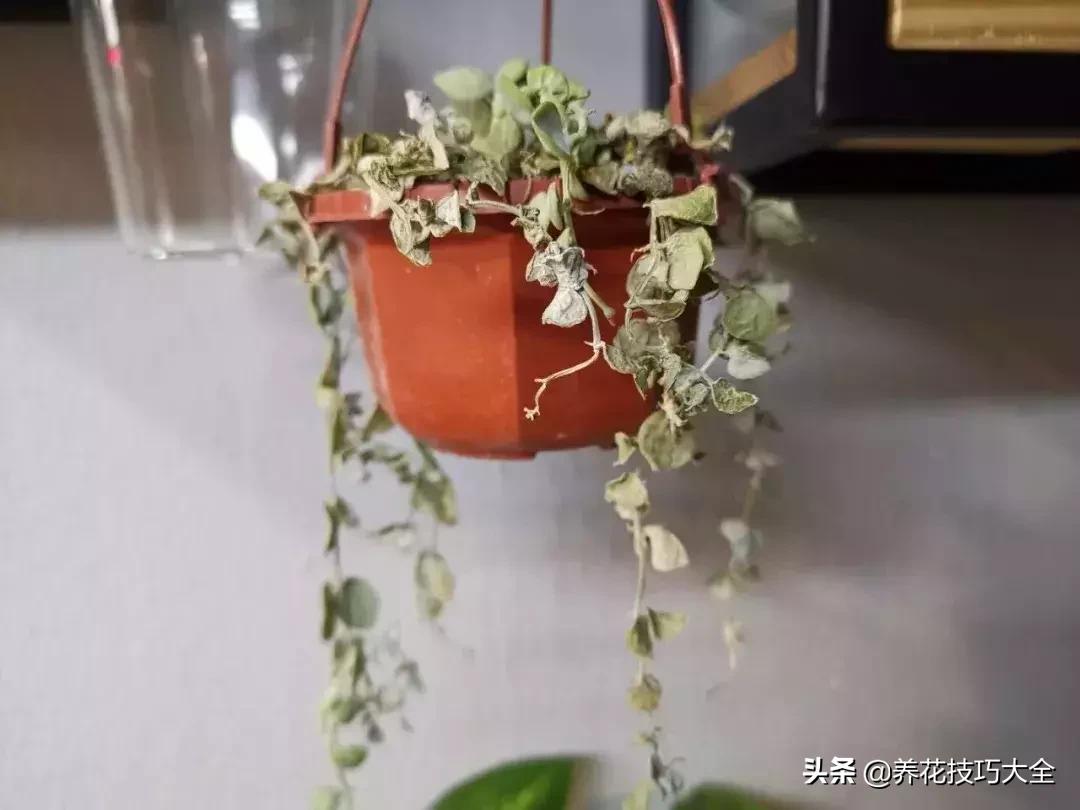 盆栽植物病害,盆栽的富贵树霉烂是什么情况?