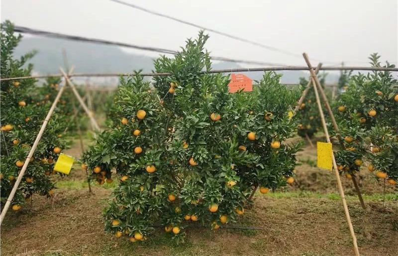 柑橘種植手藝視頻教學(xué)_哪些手藝能夠反哺農(nóng)業(yè)開展呢