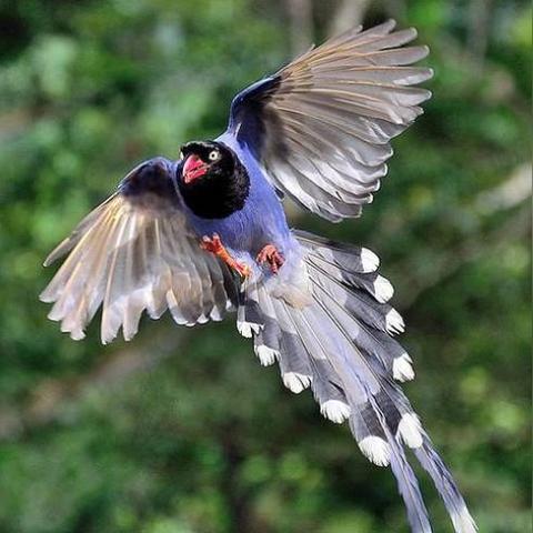 口吐彩虹是什么软件的长尾关键词是什么