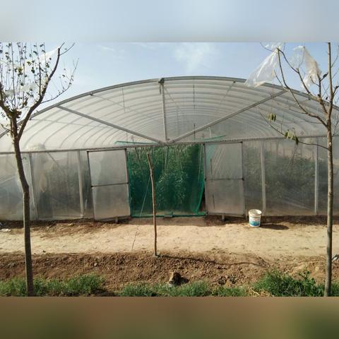 陕西8月份可以种什么蔬菜？