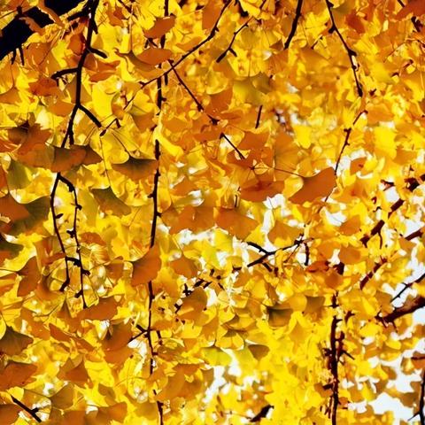 济南市内的寺院都有哪些