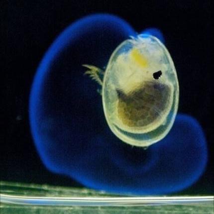 福建体外诊断技术的相关长尾关键词有哪些