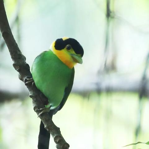 ps专业软件的长尾关键词是什么