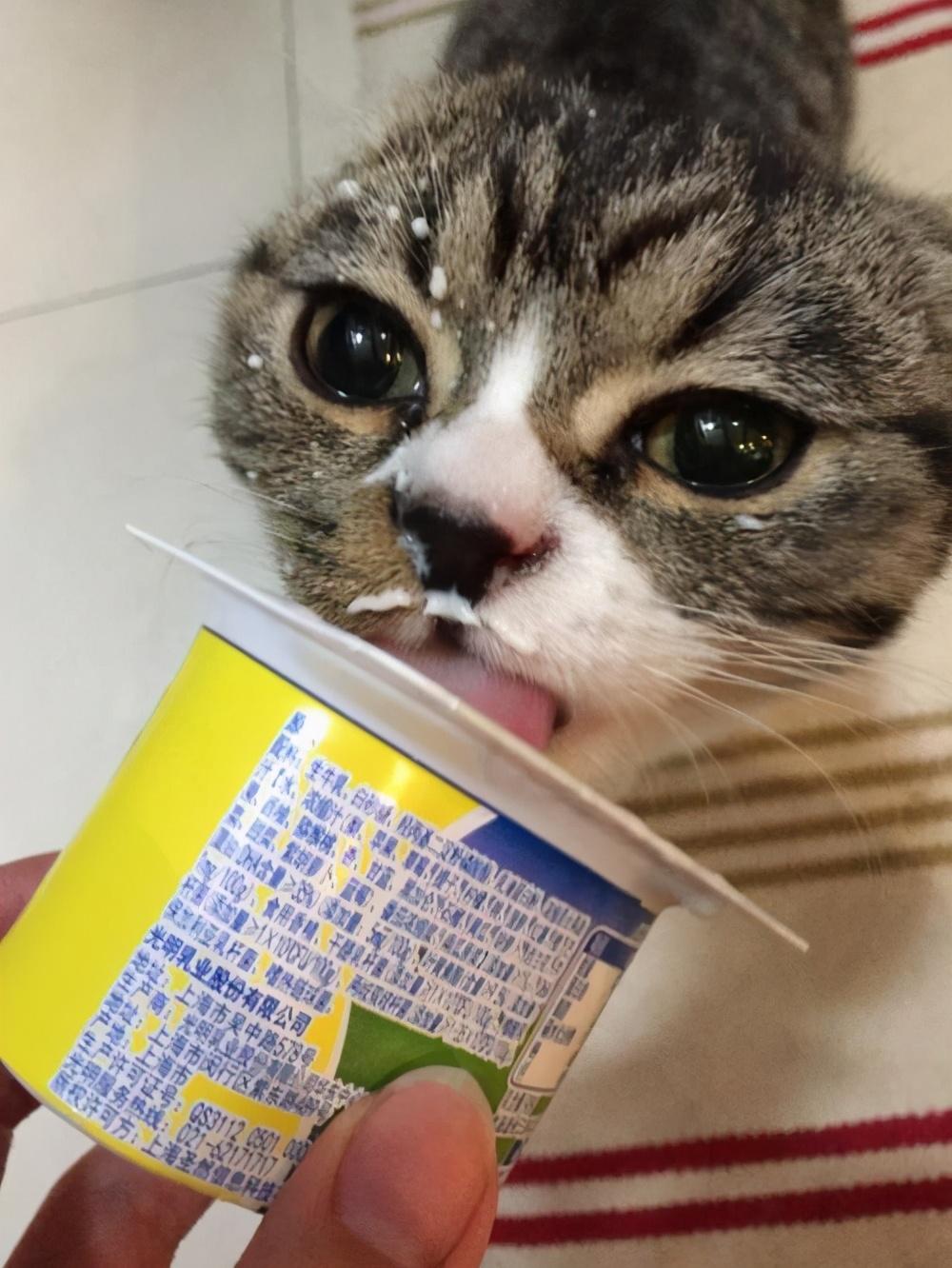 全脂牛乳粉猫咪可以吃吗(猫咪可以喝金典有机纯牛奶吗)