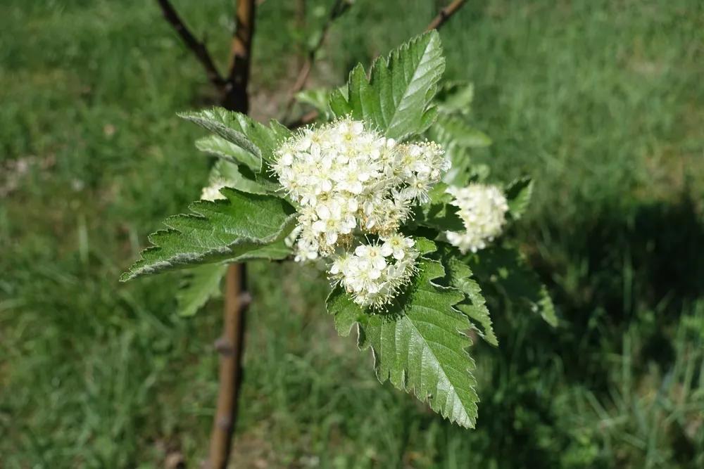 石楠花味,为什么要种石楠花?