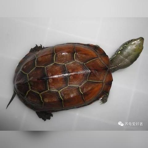 怎么看八字不命中带禄人_怎么看八字缺什么五行(怎么判断一个人命中有无带禄)