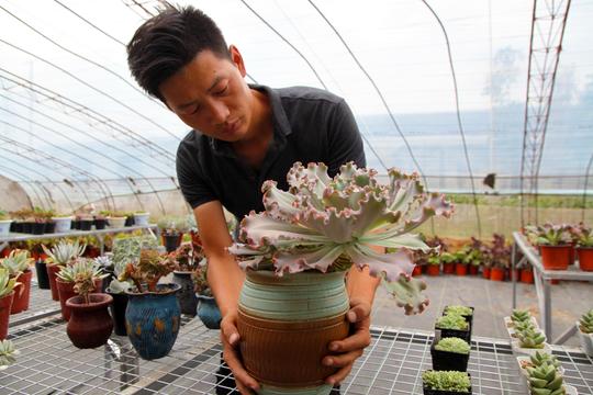 临沂费县：90后农家女创业养多肉花卉
