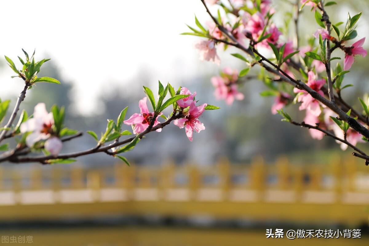 柑橘幼果作用怎么存放（杏子裂果是怎么回事）