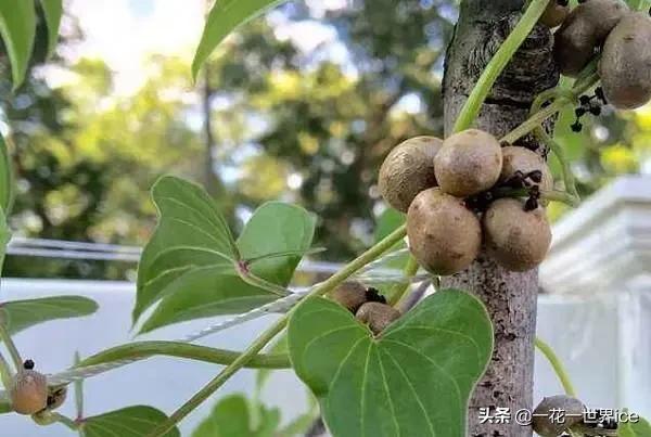 宝宝起名余子什么（聪明一世的和珅为何不早做打算）