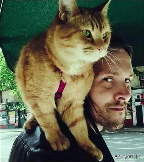 年度冷门电影最佳提名《流浪猫鲍勃》:抓住属于你的第二次机会