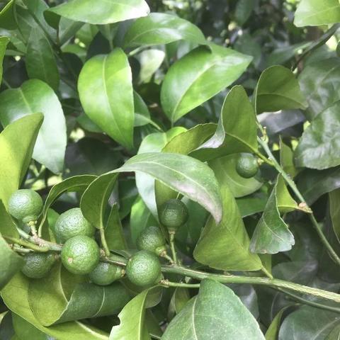 福建茂谷柑是橙子还是橘子？